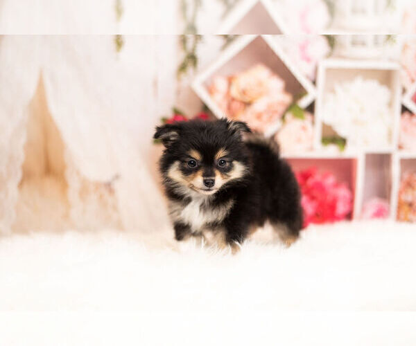Medium Photo #3 Pom-A-Poo Puppy For Sale in WARSAW, IN, USA