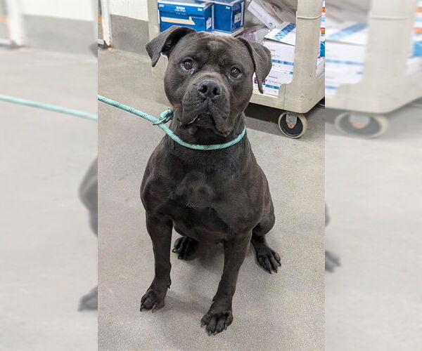 Medium Photo #1 Rottweiler-Unknown Mix Puppy For Sale in Forestville, MD, USA