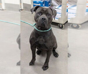 Rottweiler-Unknown Mix Dogs for adoption in Forestville, MD, USA