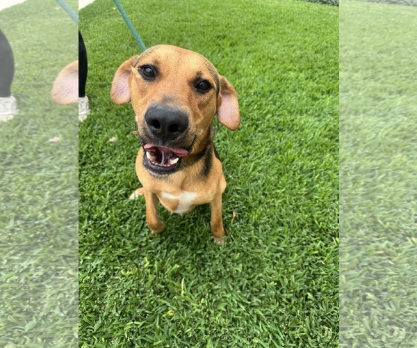 Medium Photo #2 Beagle-Unknown Mix Puppy For Sale in Houston, TX, USA