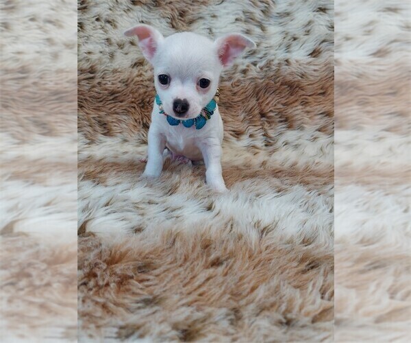 Medium Photo #7 Chihuahua Puppy For Sale in DAVIE, FL, USA