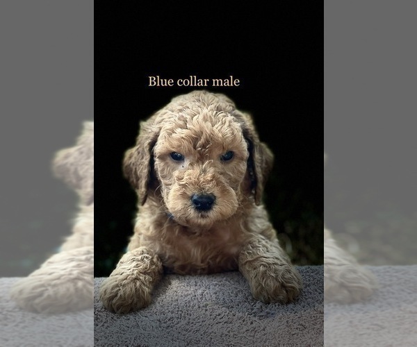 Medium Photo #19 Goldendoodle Puppy For Sale in CROTON, MI, USA