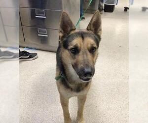 German Shepherd Dog-Unknown Mix Dogs for adoption in Riverside, CA, USA