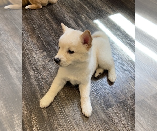 Medium Photo #1 Shiba Inu Puppy For Sale in NEKOOSA, WI, USA