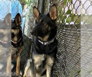 German Shepherd Dog Dogs for adoption in Santa Barbara, CA, USA