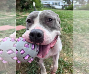 Mutt Dogs for adoption in Fort Collins, CO, USA