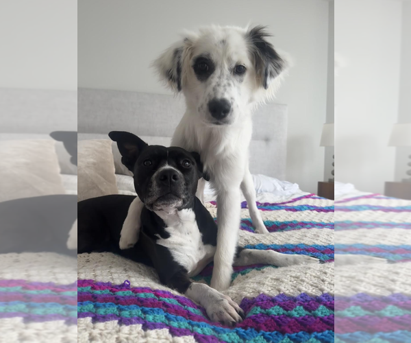 Medium Photo #3 Mutt Puppy For Sale in Rockville, MD, USA