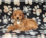 Small Photo #4 Cockapoo-Poodle (Miniature) Mix Puppy For Sale in LANCASTER, PA, USA