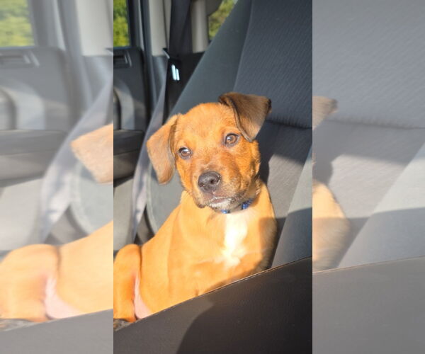 Medium Photo #2 Black Mouth Cur-Boxer Mix Puppy For Sale in Sheboygan, WI, USA