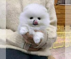 Pomeranian Puppy for sale in BOSTON, MA, USA