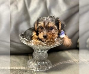 Yorkshire Terrier Puppy for sale in RIPLEY, MS, USA