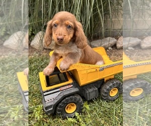 Dachshund Puppy for sale in MIDDLEBURY, IN, USA