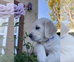 Small Photo #104 Golden Retriever Puppy For Sale in CARLSBAD, CA, USA