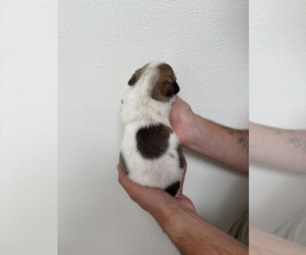 Medium Photo #4 Boston Huahua Puppy For Sale in Bellevue, WA, USA