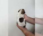 Small #3 Boston Huahua