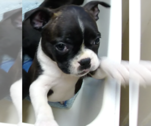 Boston Terrier Puppy for sale in CRKD RVR RNCH, OR, USA
