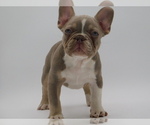 Small French Bulldog