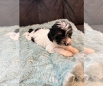 Small Photo #3 YorkiePoo Puppy For Sale in CASTROVILLE, TX, USA