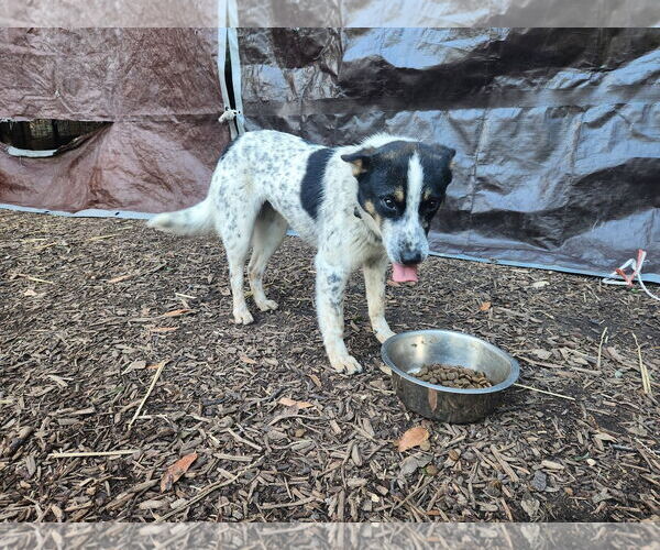 Medium Photo #3 Mutt Puppy For Sale in Paso Robles, CA, USA