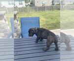 Small Photo #10 Cane Corso Puppy For Sale in DELAWARE, OH, USA