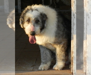 Father of the Sheepadoodle puppies born on 01/07/2023