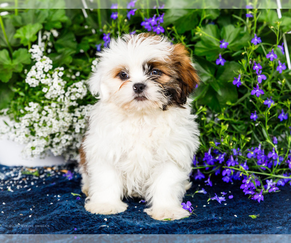 Medium Photo #14 Shih Tzu Puppy For Sale in WAKARUSA, IN, USA