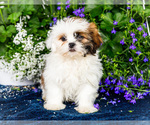 Small #13 Shih Tzu