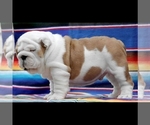 Small Photo #5 English Bulldog Puppy For Sale in BROOKLYN, NY, USA