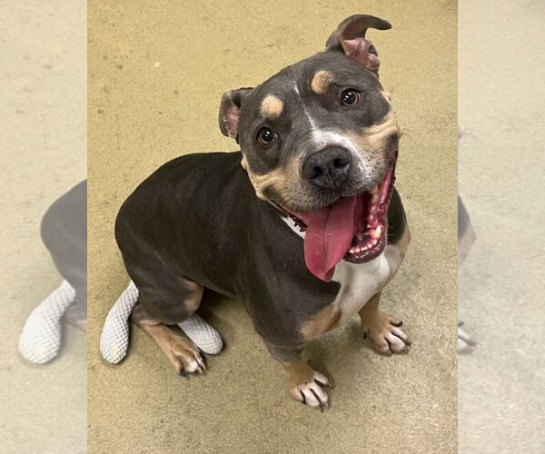 Medium Photo #1 Mutt Puppy For Sale in Petaluma, CA, USA