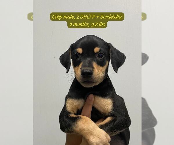 Medium Photo #1 Labrador Retriever-Unknown Mix Puppy For Sale in Jefferson, NJ, USA