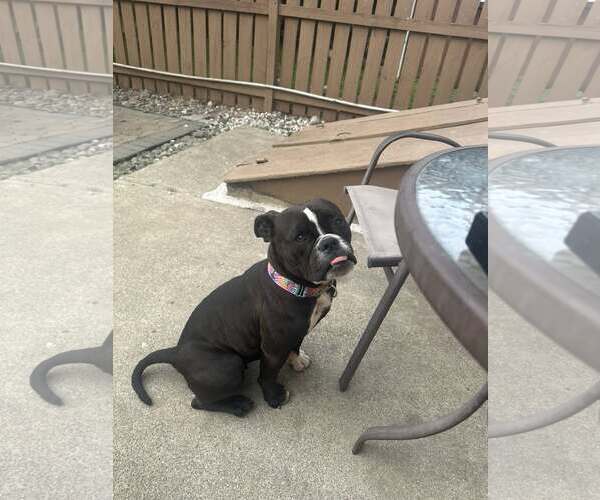 Medium Photo #4 American Pit Bull Terrier-Bulldog Mix Puppy For Sale in Catasauqua, PA, USA