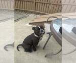 Small #3 American Pit Bull Terrier-Bulldog Mix