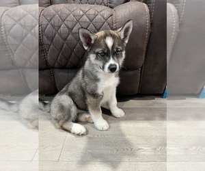 Siberian Husky Puppy for sale in DUNDALK, MD, USA