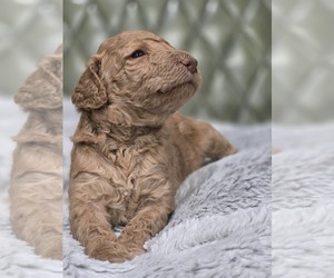 Medium Poodle (Standard)