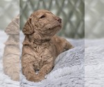 Puppy Mahogany Poodle (Standard)