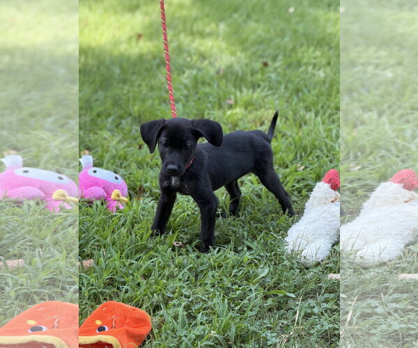 Medium Photo #4 Mutt Puppy For Sale in Yardley, PA, USA