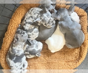 French Bulldog Litter for sale in BELLE CHASSE, LA, USA