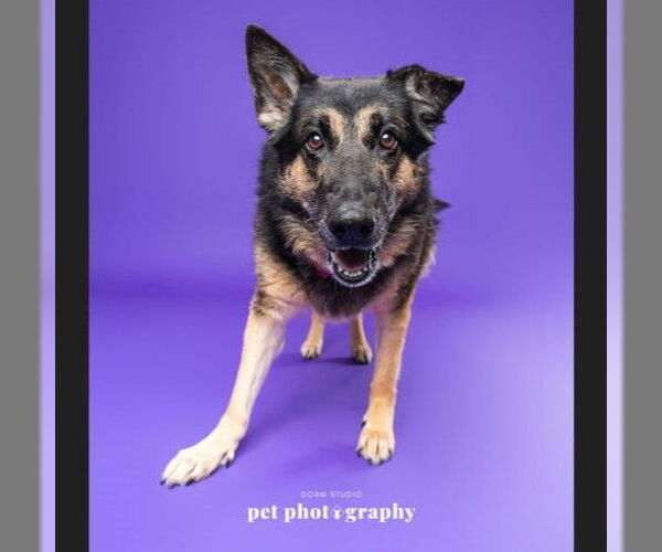 Medium Photo #6 German Shepherd Dog Puppy For Sale in Fargo, ND, USA