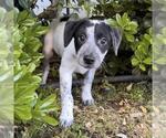 Small #4 Colonial Cocker Spaniel Mix