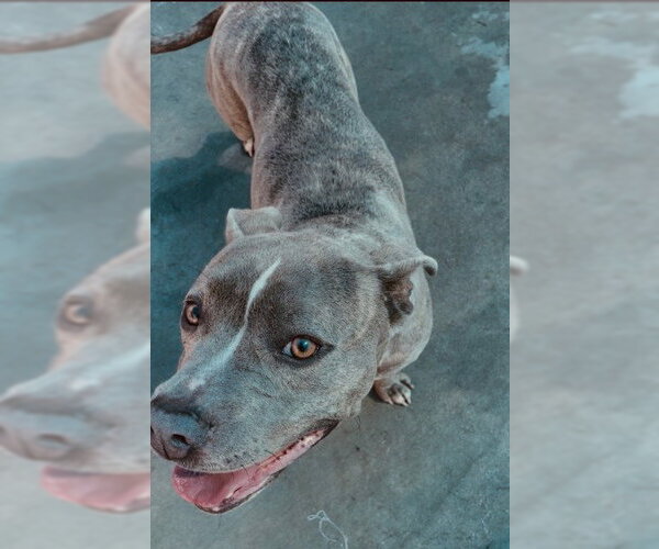 Medium Photo #2 Mutt Puppy For Sale in Burbank, CA, USA