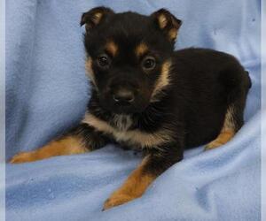Mutt Dogs for adoption in Thief River Falls, MN, USA