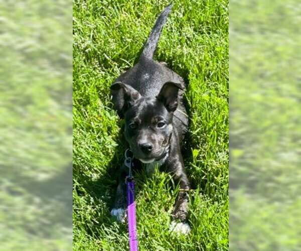 Medium Photo #3 Mutt Puppy For Sale in Des Moines, IA, USA