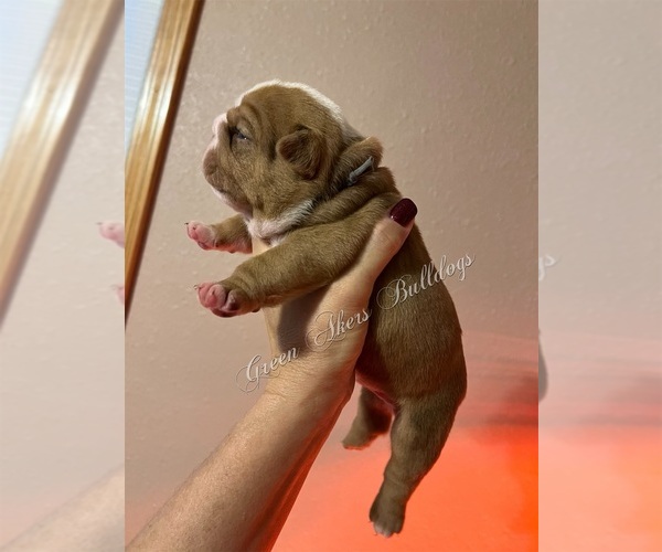 Medium Photo #1 English Bulldog Puppy For Sale in OOLOGAH, OK, USA