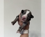 Small #2 Australian Shepherd