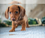 Small #2 Dachshund