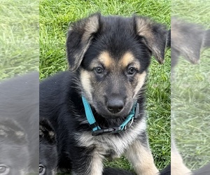 German Shepherd Dog Puppy for sale in BRIGHTON, CO, USA