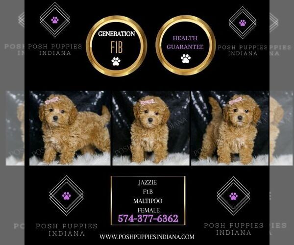 Medium Photo #2 Maltipoo Puppy For Sale in WARSAW, IN, USA