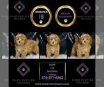 Small #1 Maltipoo