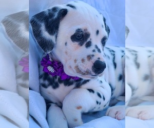 Dalmatian Puppy for Sale in CAPE MAY COURT HOUSE, New Jersey USA