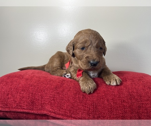 Medium Photo #3 Goldendoodle Puppy For Sale in WOODBURN, IN, USA